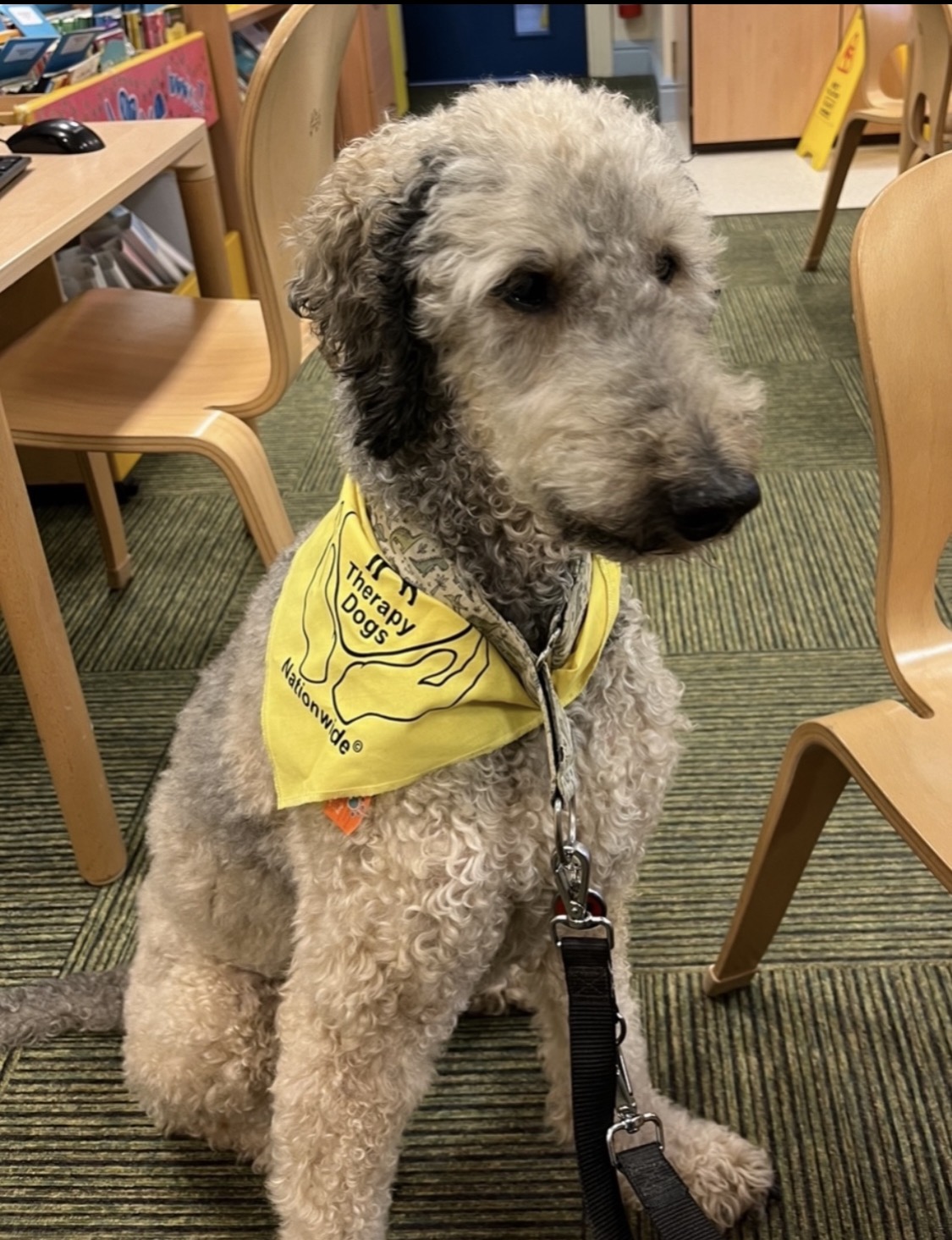 Mr Curly Wurly, our resident standard poodle, has been a therapy dog for many years