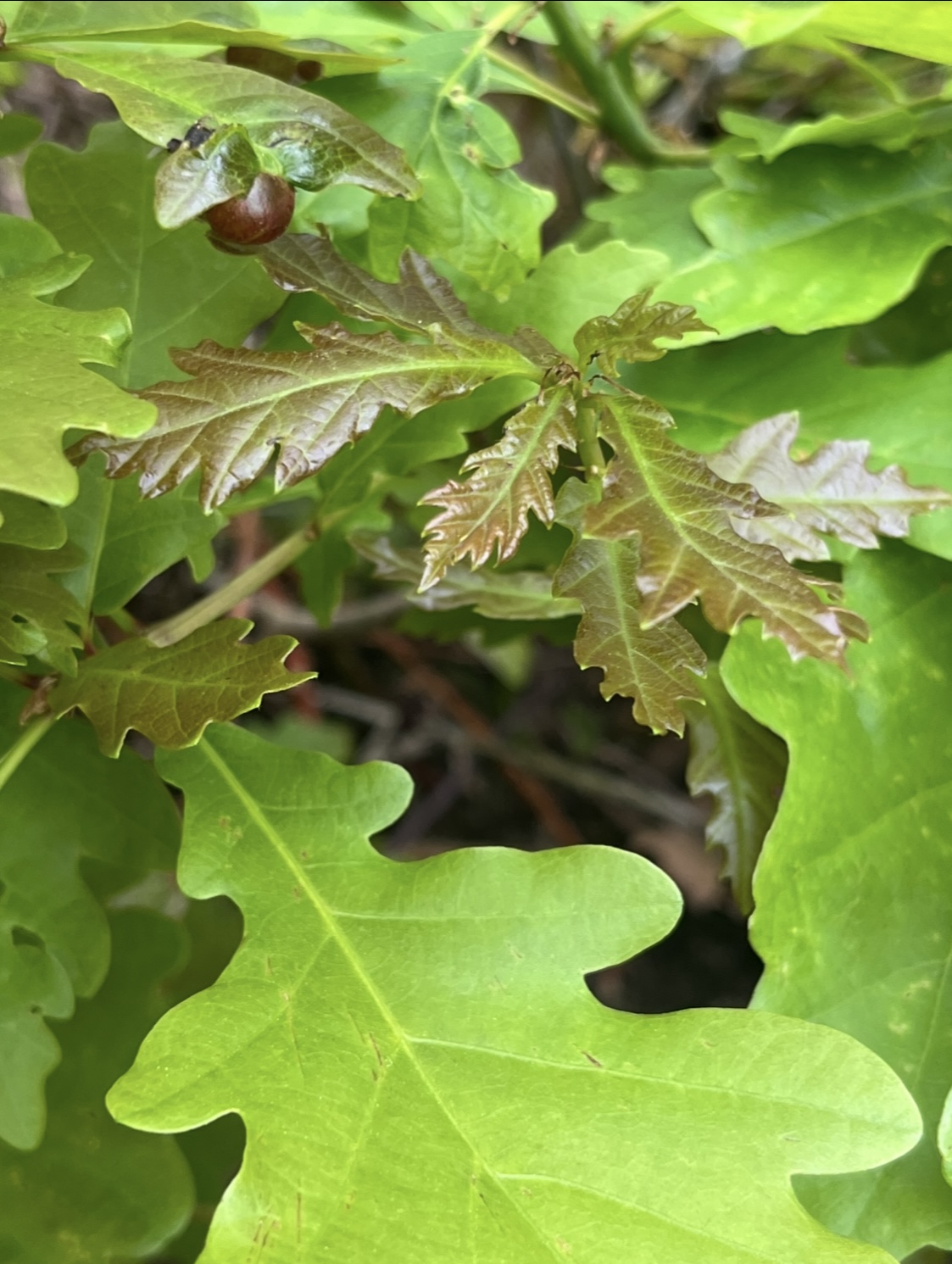 Oak Tree