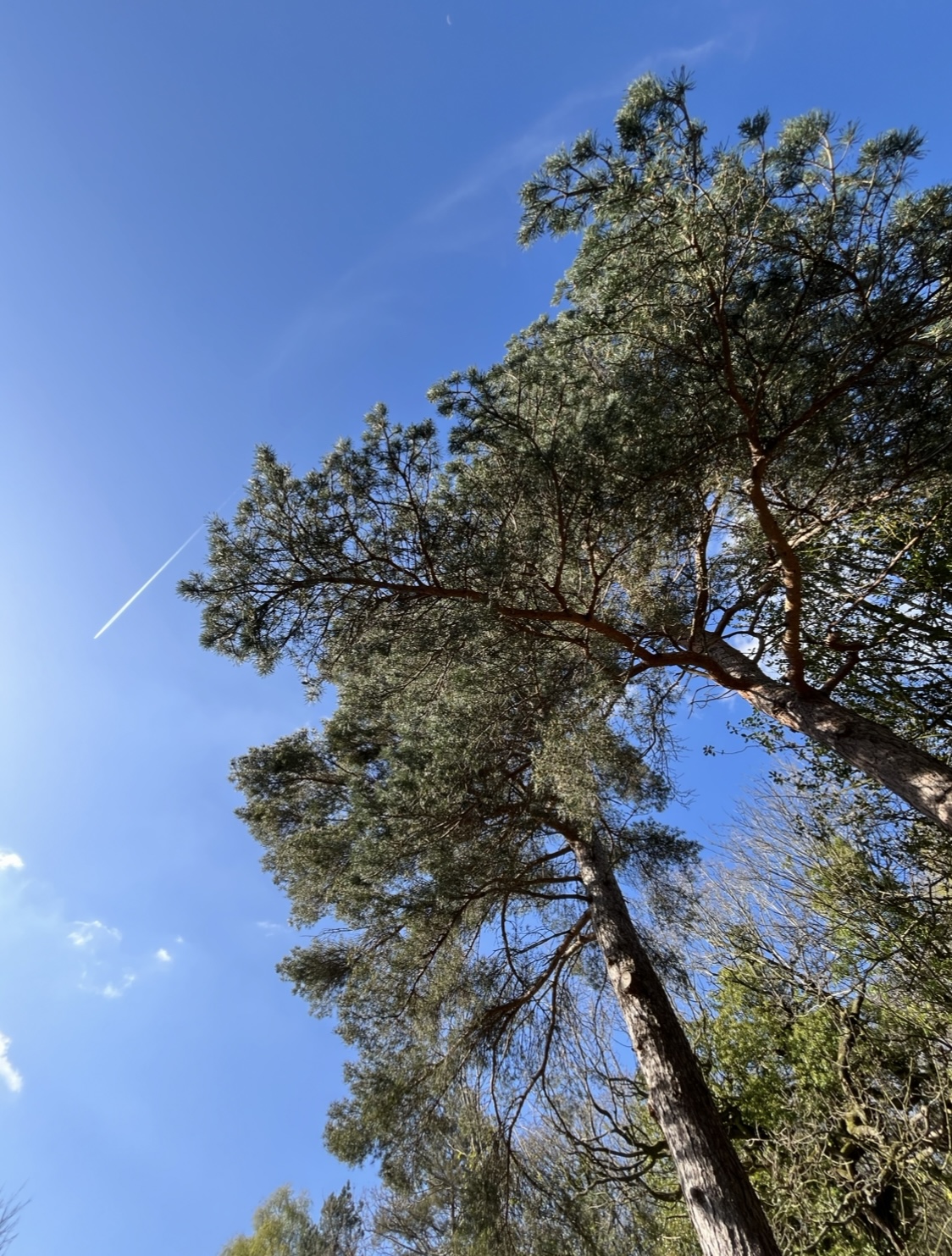 Scots Pines